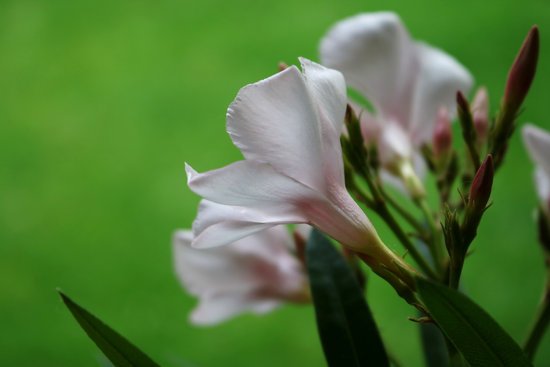 canva oleander MADFuXmWWkM
