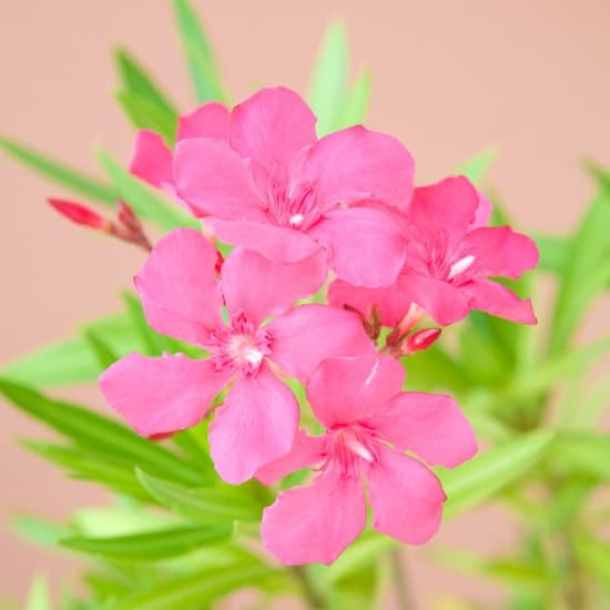 canva oleander MAEEo88A5SA