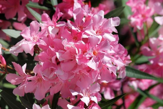 canva oleander flowers MAEEvfa5LJ8