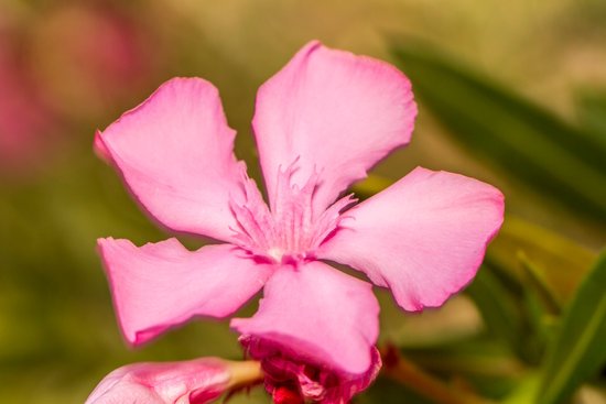 canva oleander flowers nerium oleander