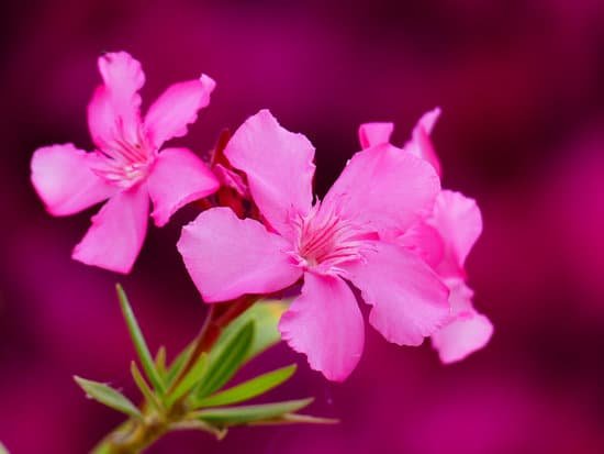 canva oleander greece MADCdp32n6k