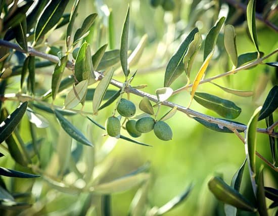 canva olive branch with olives on sunny day MAD61bGfuNY