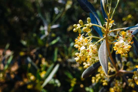 canva olive flowers in a garden MAD MbTbjMs