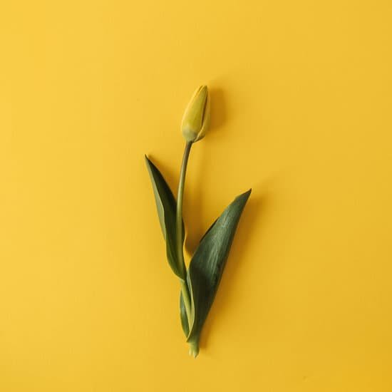 canva one yellow tulip on yellow background. MAEGWR9FUEw