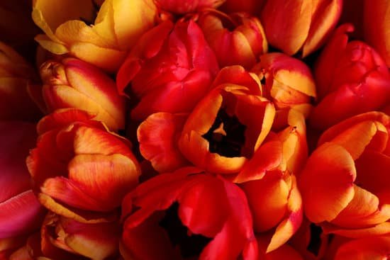 canva orange bouquet of tulips MAD MfsktLM