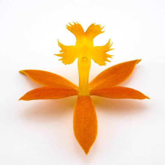 canva orange orchid flower MAECHXIeEPM