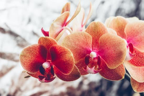 canva orange phalaenopsis orchids MAD8RdvvlWc