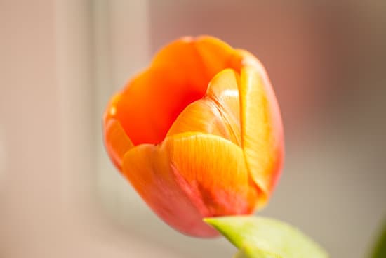 canva orange tulip flower MAEQVHh9XeE