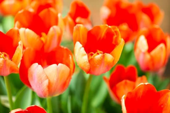 canva orange tulip flower garden