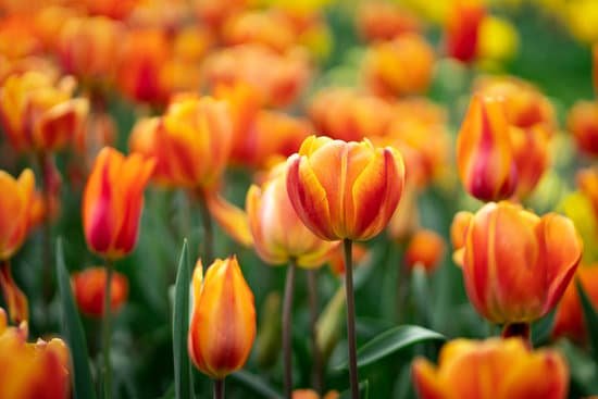 canva orange tulip flowers MAEMOpRM5Mc