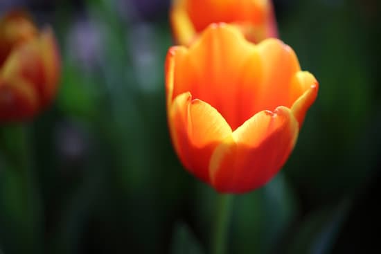 canva orange tulip flowers MAEQW0ZTvrE