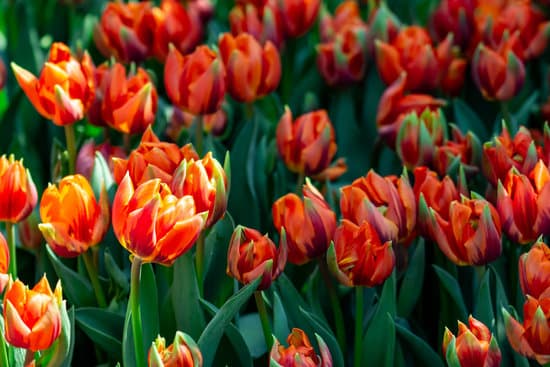 canva orange tulip flowers MAER4PhcwpU