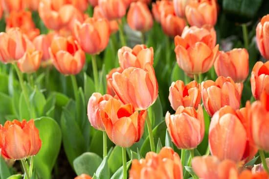 canva orange tulips flower garden MAEFkKSkCWU