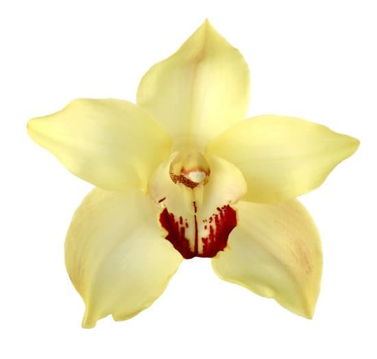 canva orchid MAC77Y0N1XI