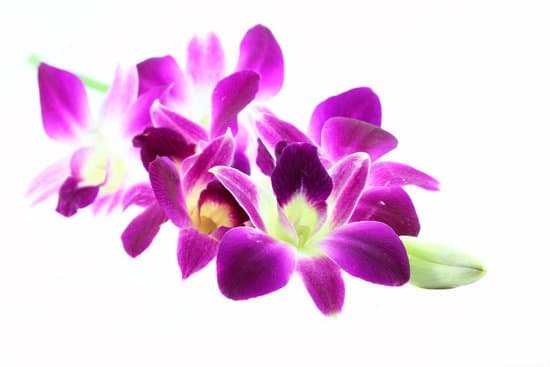 canva orchid MAC9jksfjjE
