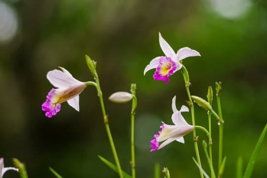 canva orchid MADAAbxo5 E