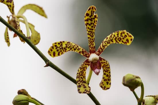 canva orchid MADAAqAtcOs