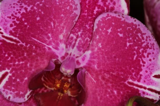 canva orchid MADAZnGZVS8