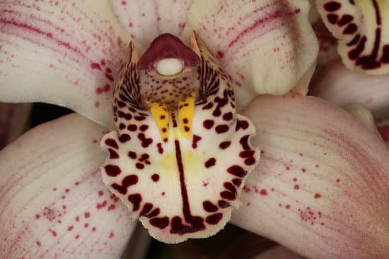 canva orchid MADAZtX4jgo