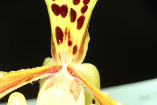 canva orchid MADAZuyqyzI