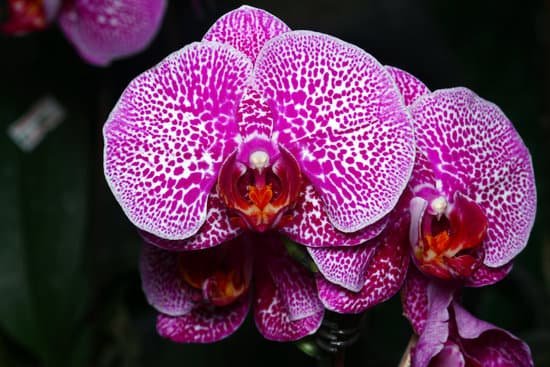 canva orchid MADAu65HIcs