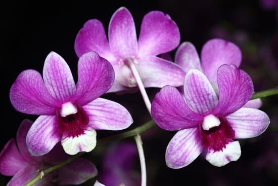 canva orchid MADAuDjuD2E