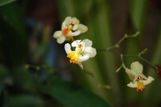 canva orchid