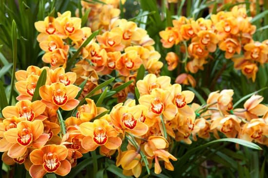 canva orchid MADBDIePUT0