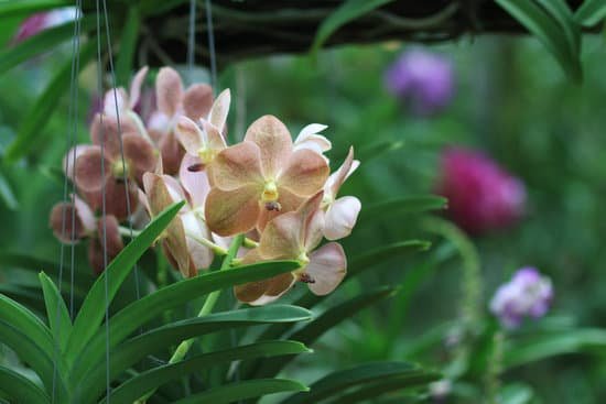 canva orchid MADBXTsq9Ng