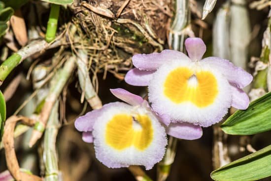 canva orchid MADBfCYiC Y