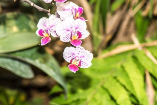 canva orchid MADBfEJBAPk