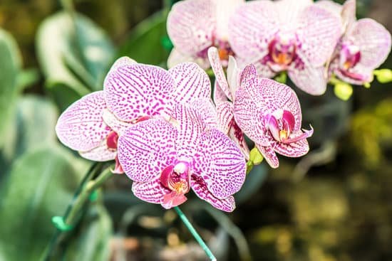 canva orchid MADBfIUMyhs