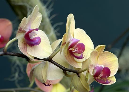 canva orchid MADBk n bZU