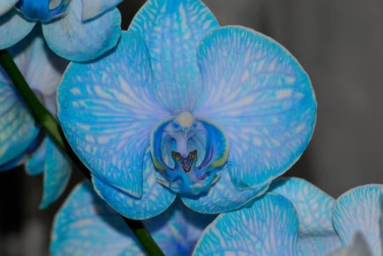 canva orchid MADBkLUifSc