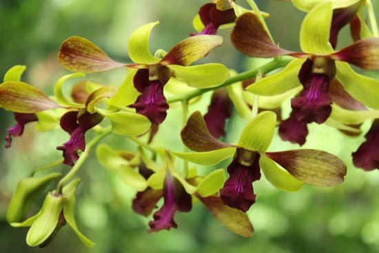 canva orchid MADBlR n6J4