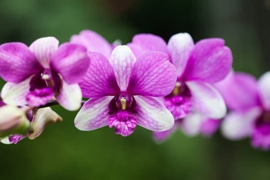 canva orchid MADBvfM9q4c