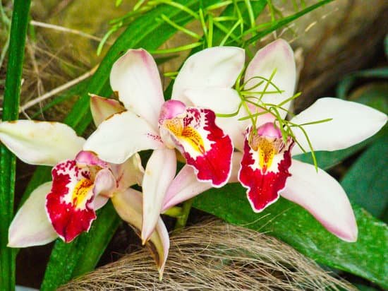 canva orchid