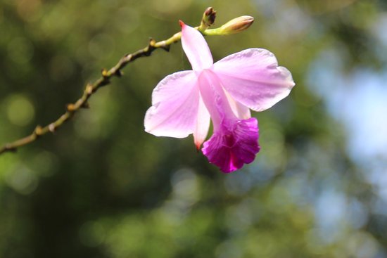 canva orchid MADFy991sB8