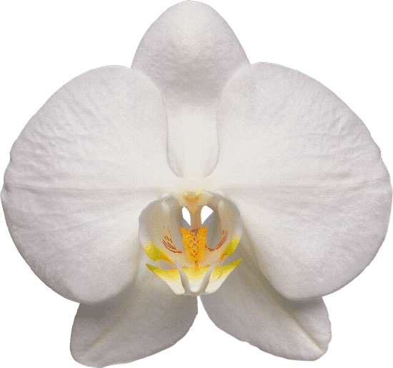 canva orchid MAEXCiMnyW4