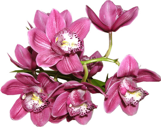 canva orchid MAEXCrkqjoo