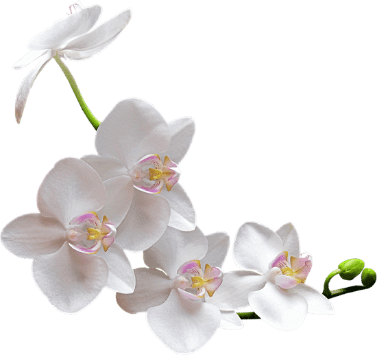 canva orchid MAEXCvhPTdY