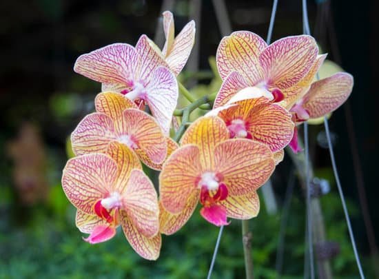 canva orchid closeup shot MAC 74 Unoc