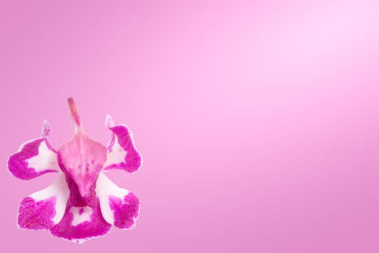 canva orchid flower background