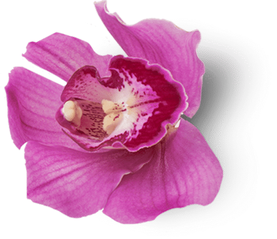 canva orchid flower cutout MAEPREnm71U