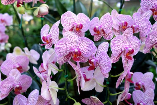 canva orchid flower in tropical garden