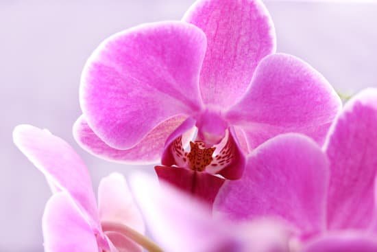canva orchid flower on light background MAD Q2ekrgw