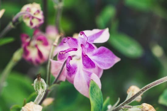 canva orchid flower outdoors MAD Oti1azM