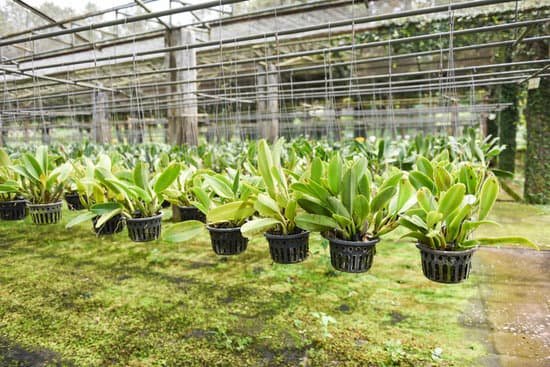 canva orchid flower pot hanging in the orchid farm MAEH7baNCLw