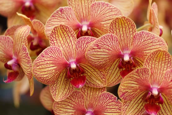 canva orchid flowers closeup MAEFe1kBejU