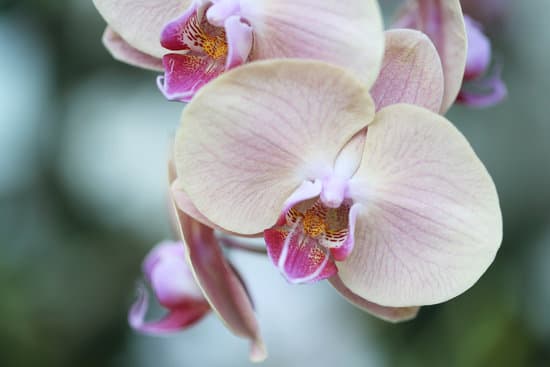 canva orchid flowers in close up MAEQWwrGJ4c